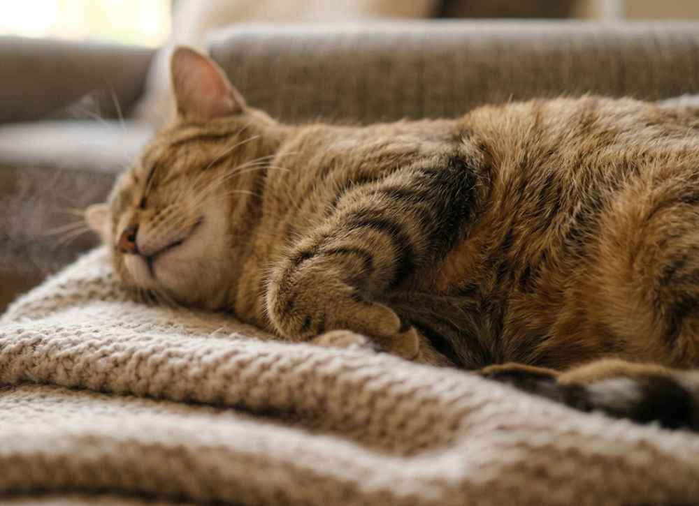 A cat sleeping on a blanket, visibly breathing heavily, with its body gently rising and falling.
