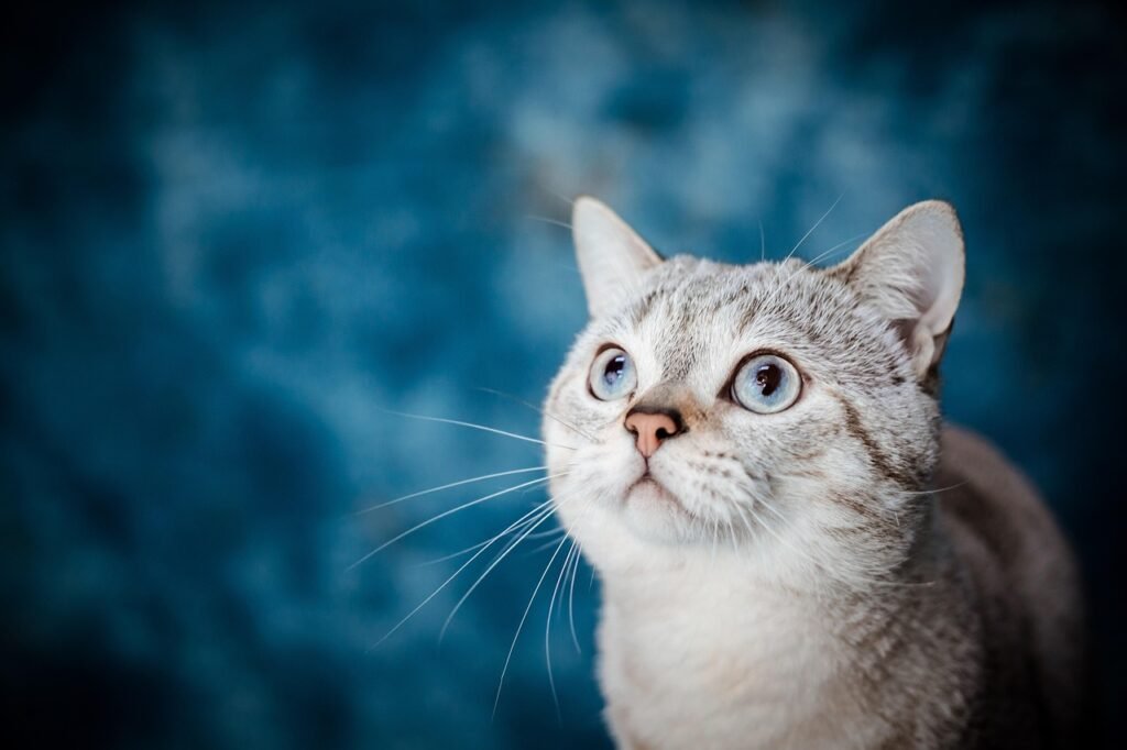 cat, nature, pet, animal, sea, country