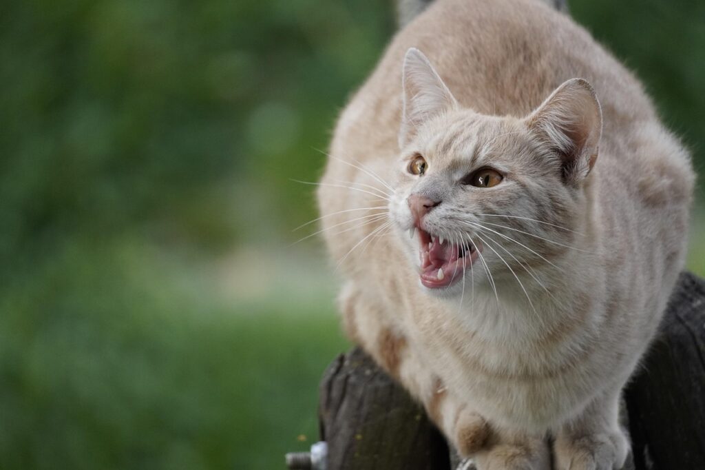 cat, pet, animal, teeth, sharp, feline, kitty, cute, fluffy, nature, domestic