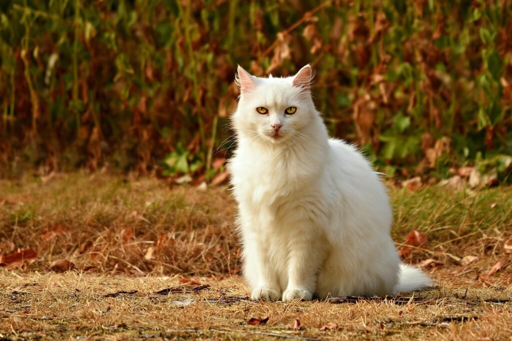 How Many Kittens Can a Cat Have? Complete Guide cat, pet, feline, nature, animal, fur, whiskers, kitty, sitting, outdoor, domestic, domestic cat, mammal, cat portrait, animal world