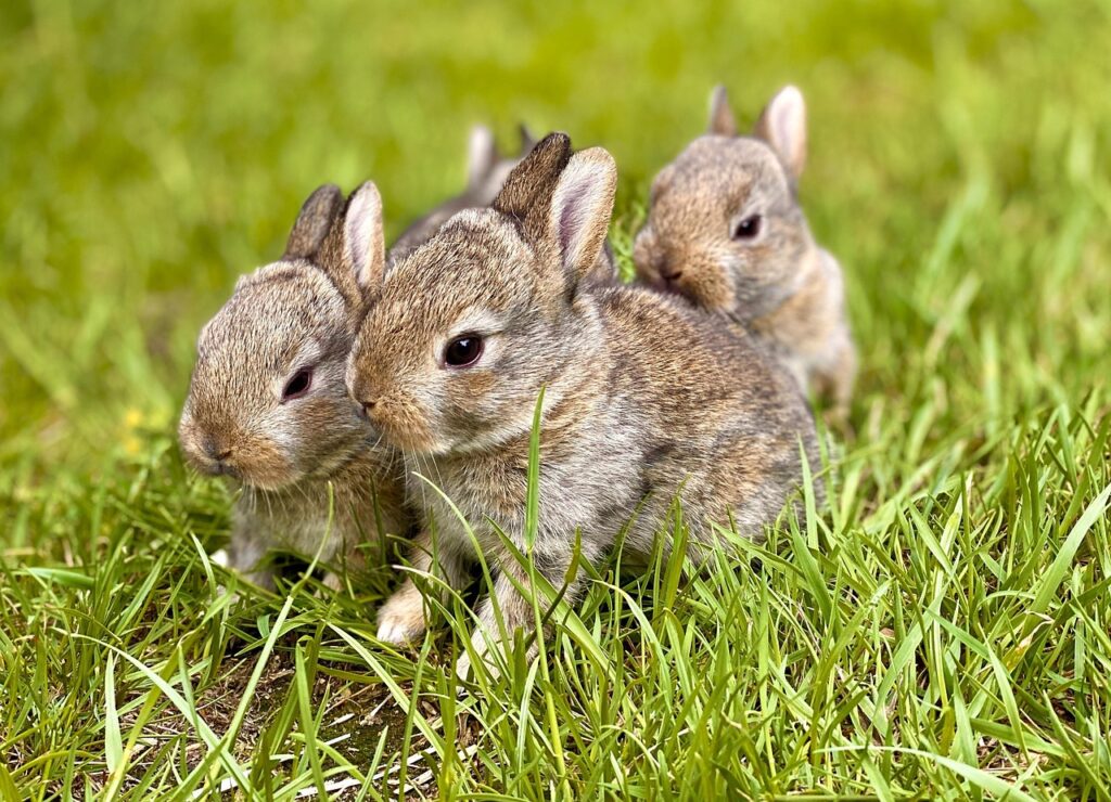 What Do Rabbits Eat in the Wild? rabbits, young rabbits, sweet rabbits, rabbits, rabbits, rabbits, rabbits, rabbits