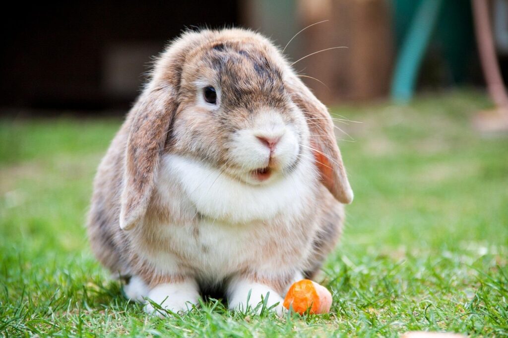 lop eared, rabbit, hare, animal, wildlife, wild, zoology, mammal, species, wilderness, environment, outdoors, nature, rabbit, rabbit, rabbit, rabbit, rabbit