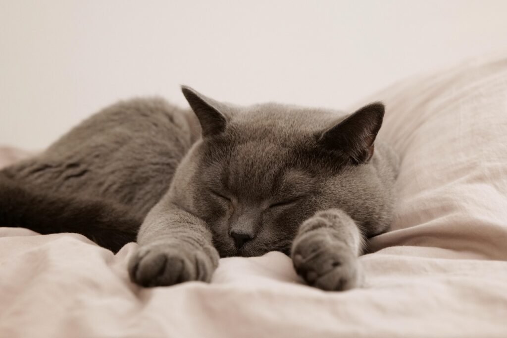 cat, pet, animal, domestic, feline, mammal, sleep, bed, british cat, nature, british shorthair, gray cat, sleeping cat, cat in bed