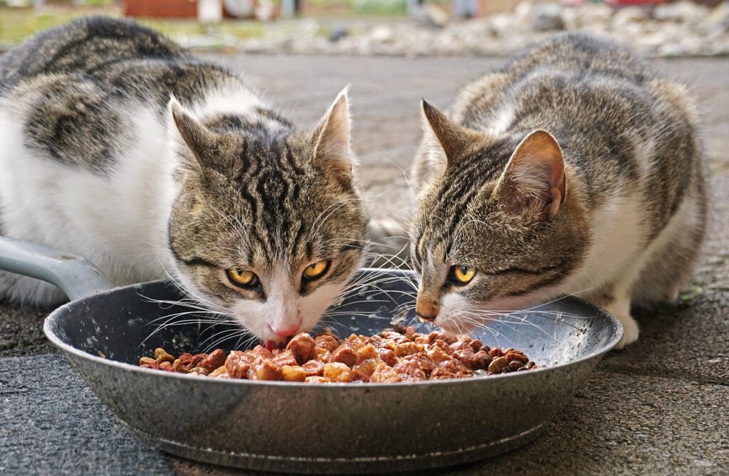 cats, eating, food, cat food, street cats, nature, sweet, fur, hungry, pet, eat, kitty, mieze, animals, feed, feline, bowl, thoroughbred, mammal