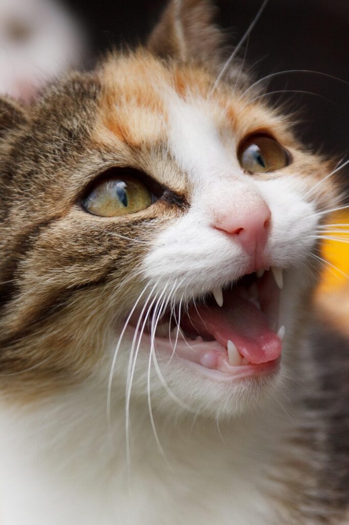 cat, animal, hiss, angry, whiskers, pet, domestic cat, feline, nature, mammal, portrait