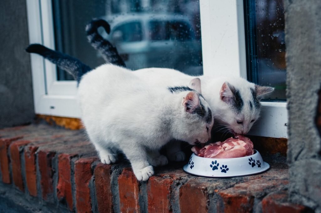 cats, eating, animals, pets, feline, food, fur, nature, kitty, domestic, domestic cat, cat portrait, animal world