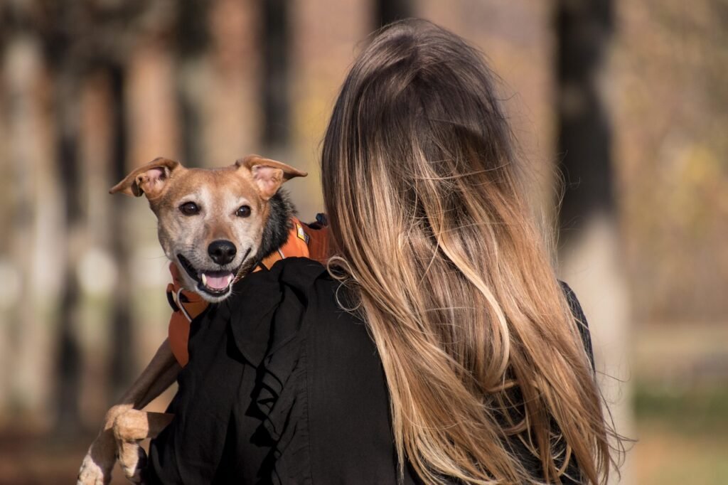 dog, pet, pet owner, animal, owner, domestic dog, canine, harness, dog harness, mammal, cute, nature, adorable, woman, female, outdoors