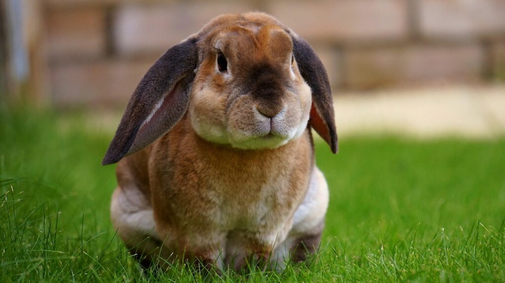 rabbit, garden, bunny, spring, green, grass, cute, ears, brown, animal, domestic, fur, brown spring, brown animals, brown grass, nature, brown garden, brown rabbit, brown bunny, brown gardening