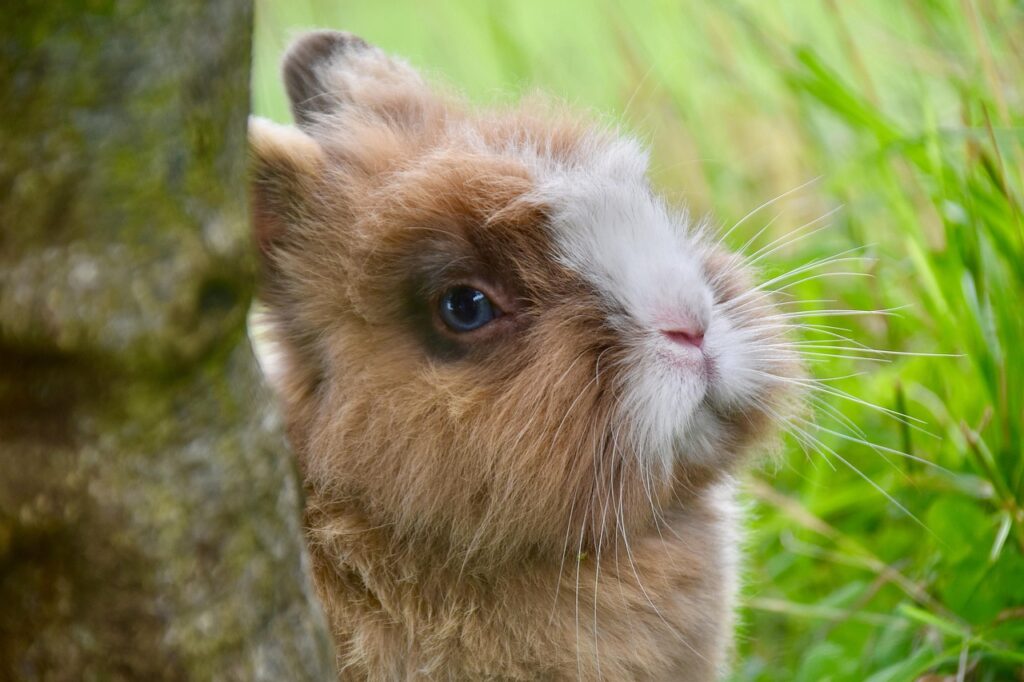 rabbit, animals, dwarf rabbit, rabbit head, mammals, rabbit whiskers, pre, domestic rabbit, nature, rabbit nalo, rabbit, rabbit, rabbit, rabbit, rabbit, rabbit head, nature