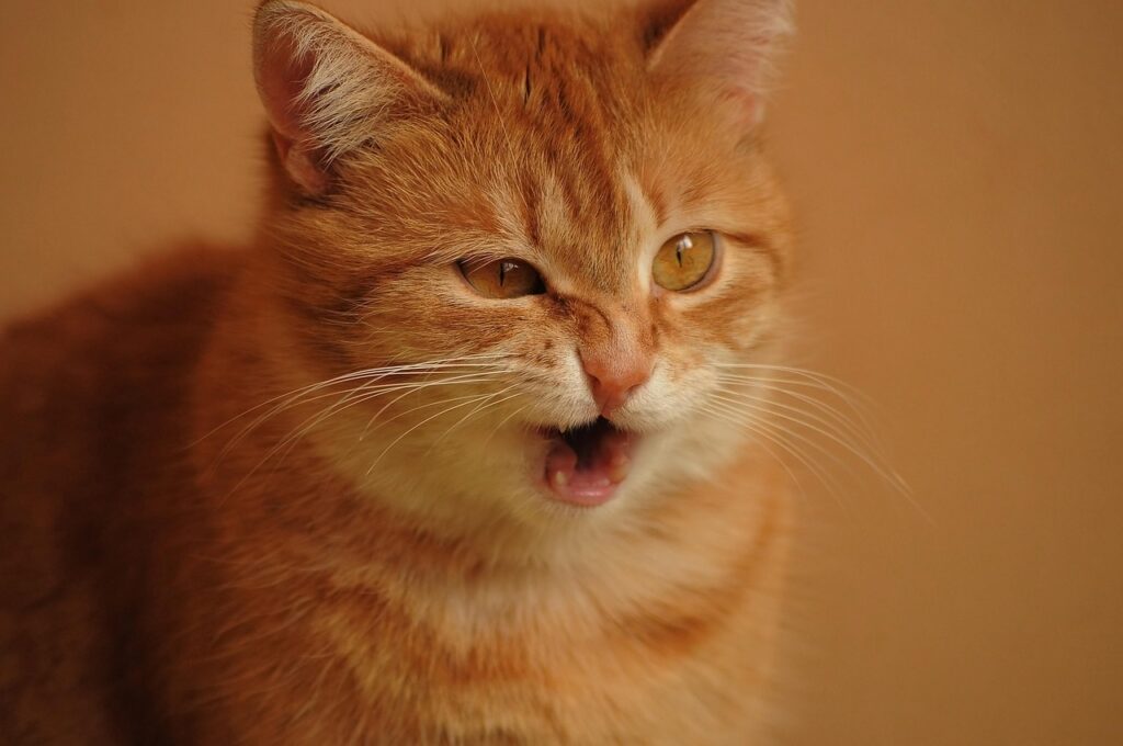 red cat, cat, animal, pet, sneeze, facial expressions, grimace, scorch, funny, striped