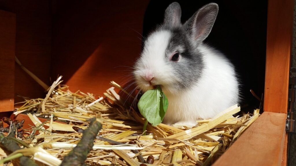 rabbits, dwarf rabbit, color dwarf, domestic animal, basil, easter bunny, rabbits, dwarf rabbit, dwarf rabbit, basil, basil, basil, basil, basil, easter bunny