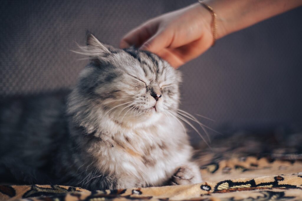 cat, business, yellow eyes, pedigree, striped, persian, exotic, animal, iron, affectionate, care, love, pet, one owner, not let, fluffy, important cat, pedigreed, evil, dangerous