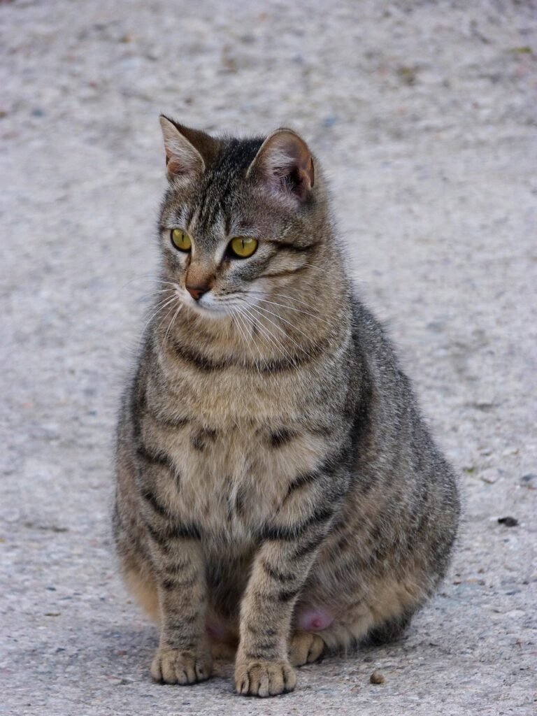 How Many Kittens Can a Cat Have? Complete Guide cat, pet, feline, animal, pregnant, tabby