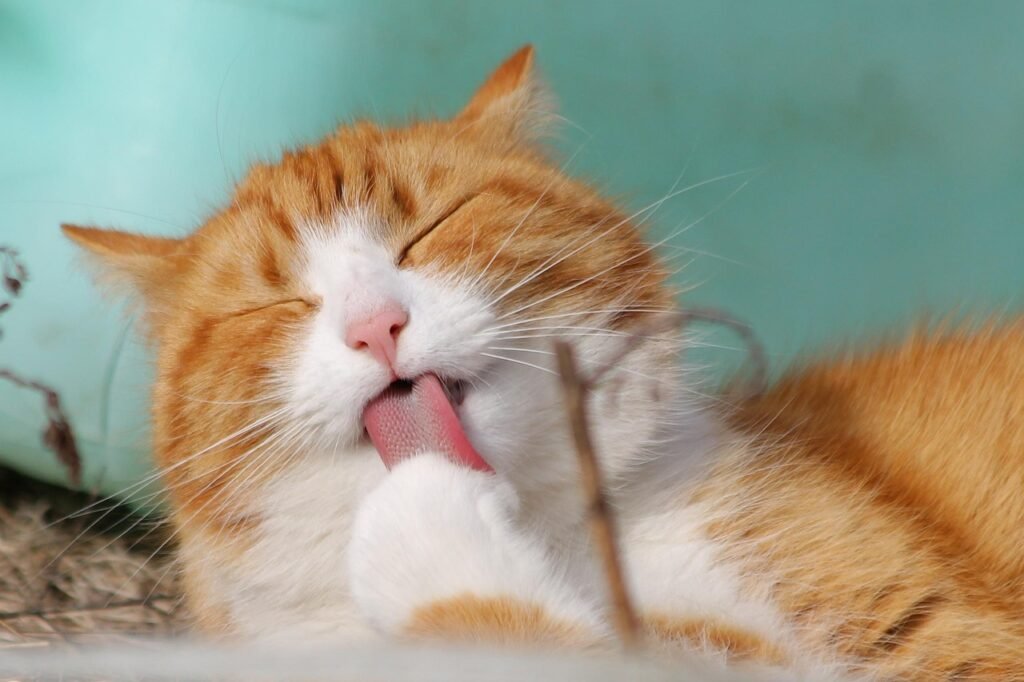 cat, pet, licking, animal, tabby cat, domestic cat, feline, mammal, nature, cute, adorable, portrait