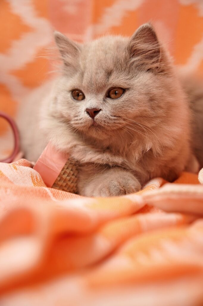 british shorthair, british longhair, lilac, kitten, long hair, cat, portrait, animal, cat breeder, cat baby, cat child, cute, pet, cat breeding, breeding cat