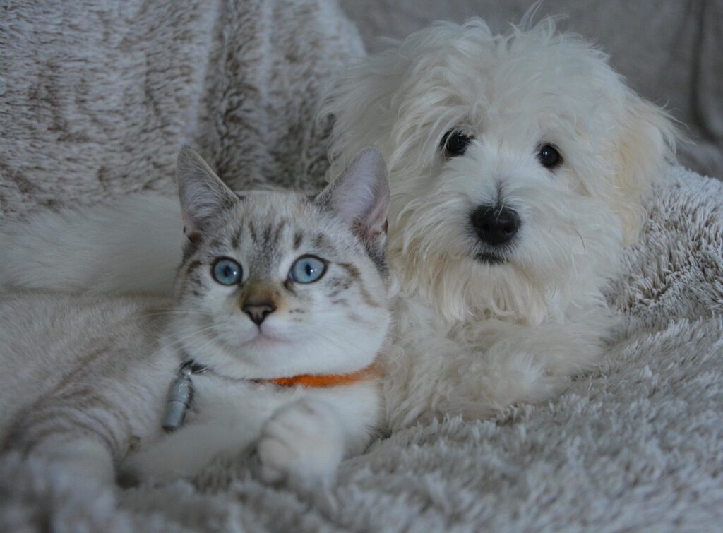dog, cat, animals, dog cat, domestic animal, pets, white fur, cute, animal, complicity, pet, little dog, nature, doggie, female