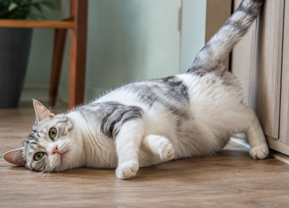 Female cat in heat rolling on the floor indoors.