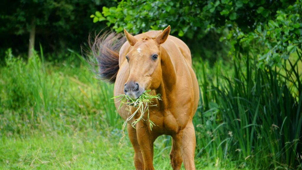 A brown horse eats grass in a green and natural countryside setting.