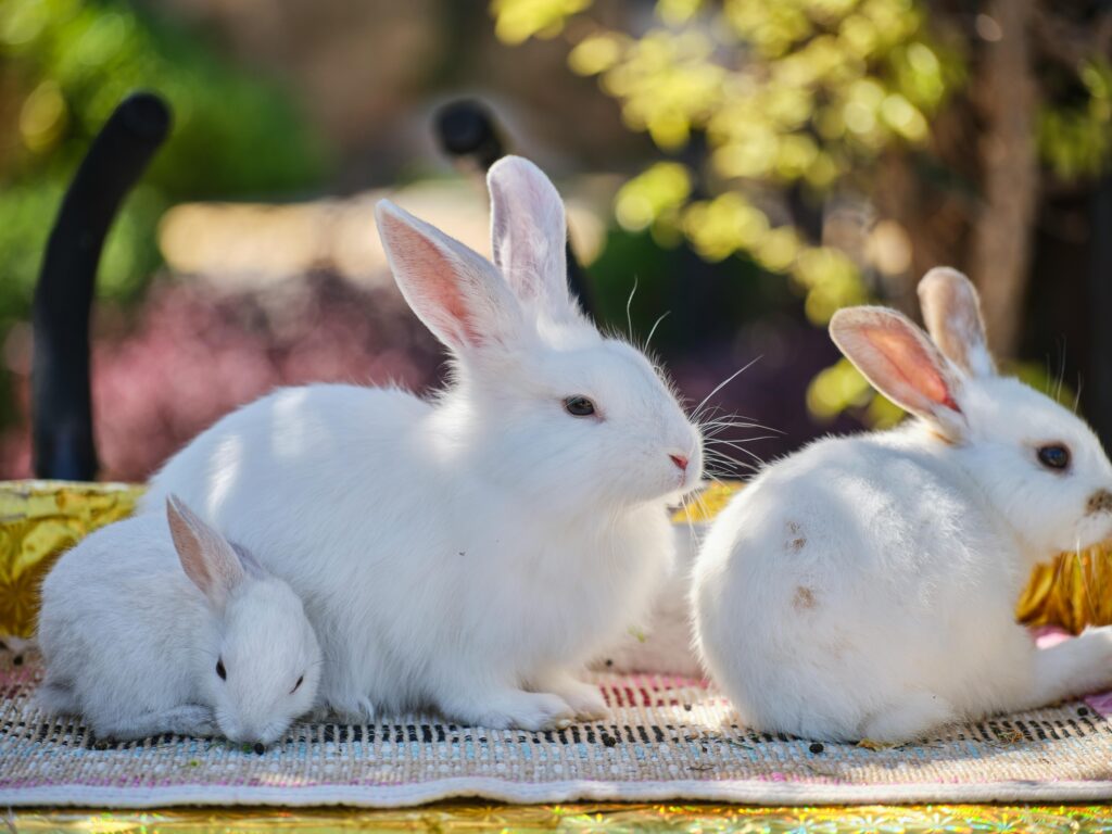 Charming trio of white rabbits resting on a woven mat outdoors in a sunny garden setting.