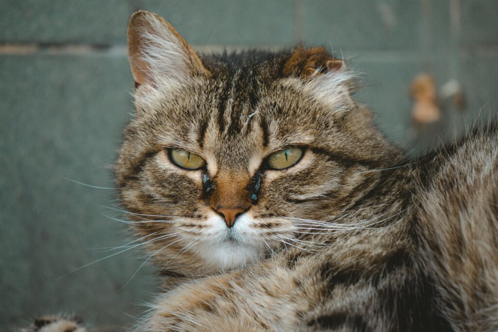 Captivating close-up of a fluffy tabby cat gazing intently, showcasing its vibrant eyes and intricate fur patterns.