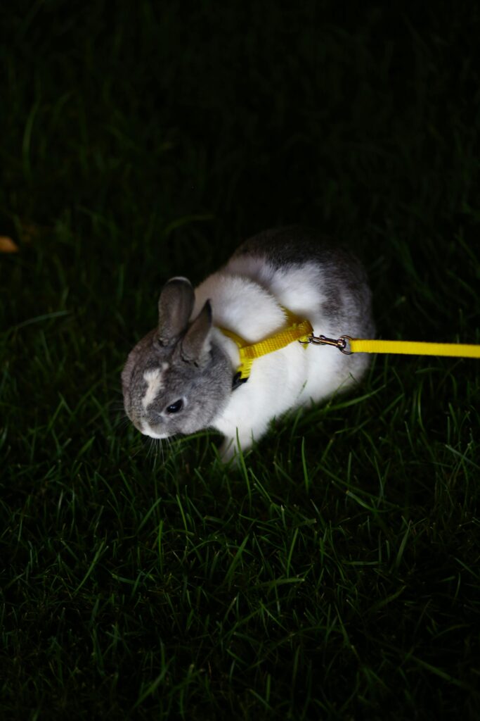 Adorable rabbit on a yellow leash sitting on grassy lawn at night.