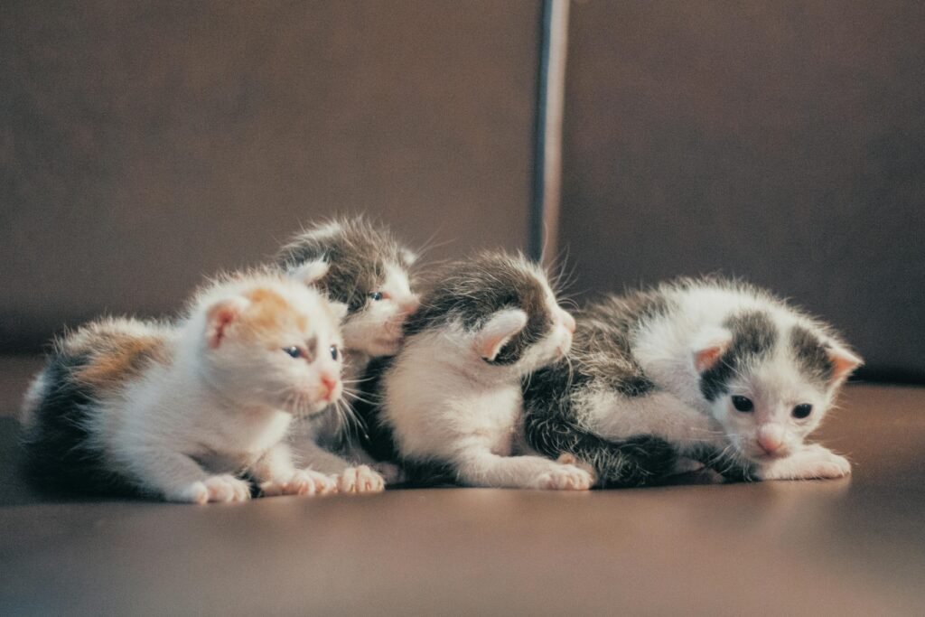 How Many Kittens Can a Cat Have? Complete Guide Cute group of kittens lying closely on a brown sofa in soft warm lighting.