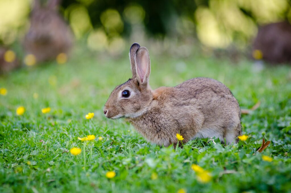 What Do Rabbits Eat in the Wild? A cute rabbit in a grassy field with yellow flowers, ideal for nature and animal enthusiasts.