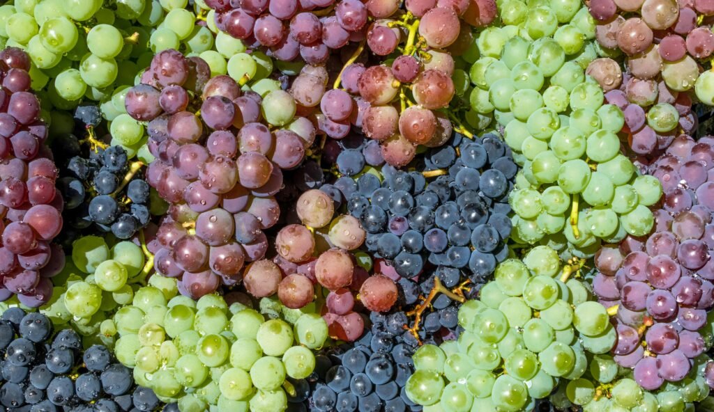 Can Rabbits Eat Grapes? A vibrant close-up image showcasing a fresh, colorful assortment of green, red, and black grapes.