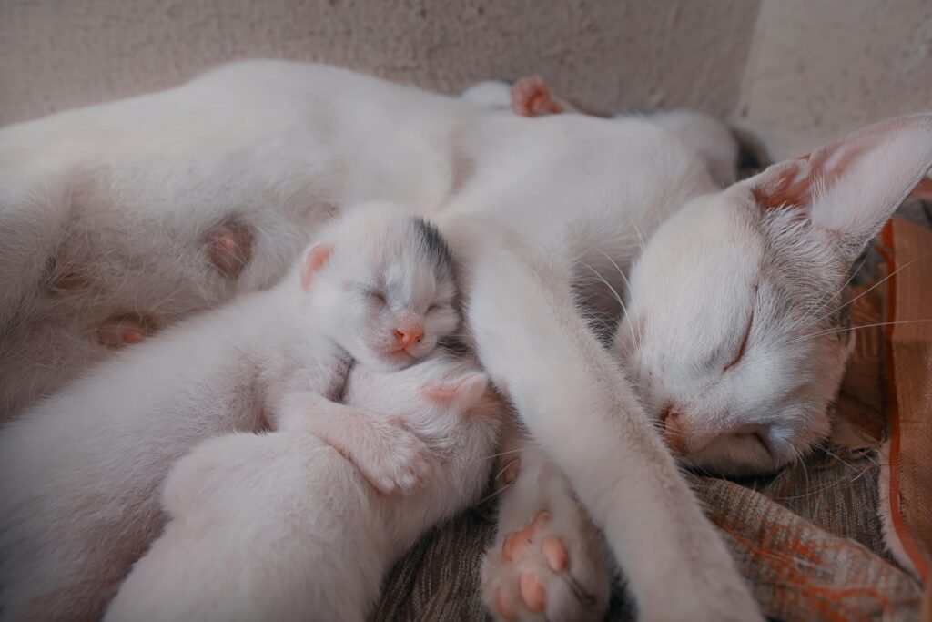 How Many Kittens Can a Cat Have? Complete Guide A serene image of a white cat sleeping with her kittens, close-up view.