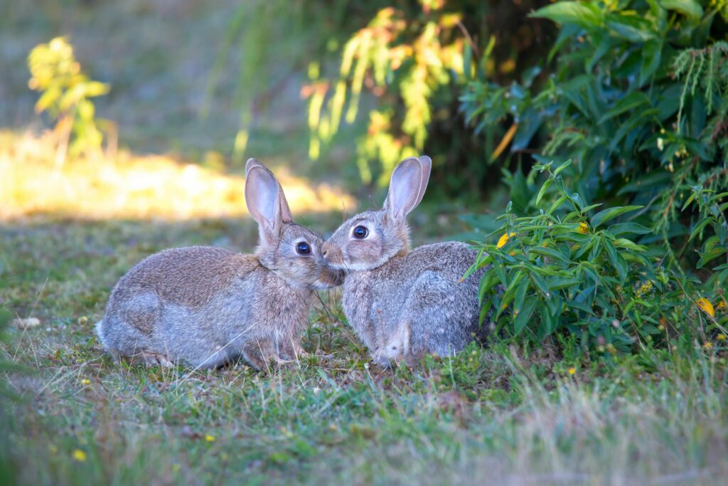 What Do Rabbits Eat in the Wild? Two wild rabbits interacting in a sunny Gotland garden setting.
