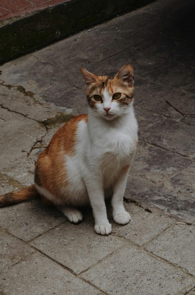 A ginger and white cat sits attentively on a textured urban pavement outdoors.