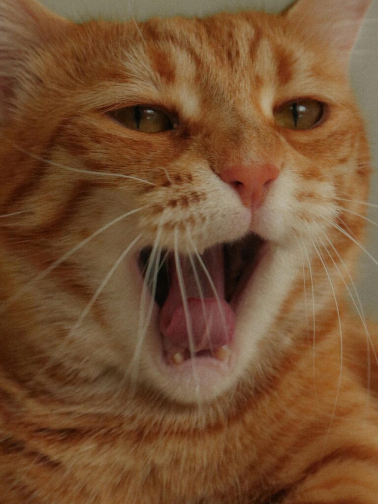 Close-up portrait of a yawning ginger cat with striking fur patterns.