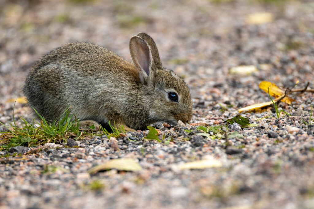 Cute baby rabbit nibbling on the ground in Espoo, Finland. Captures wildlife in natural habitat.
