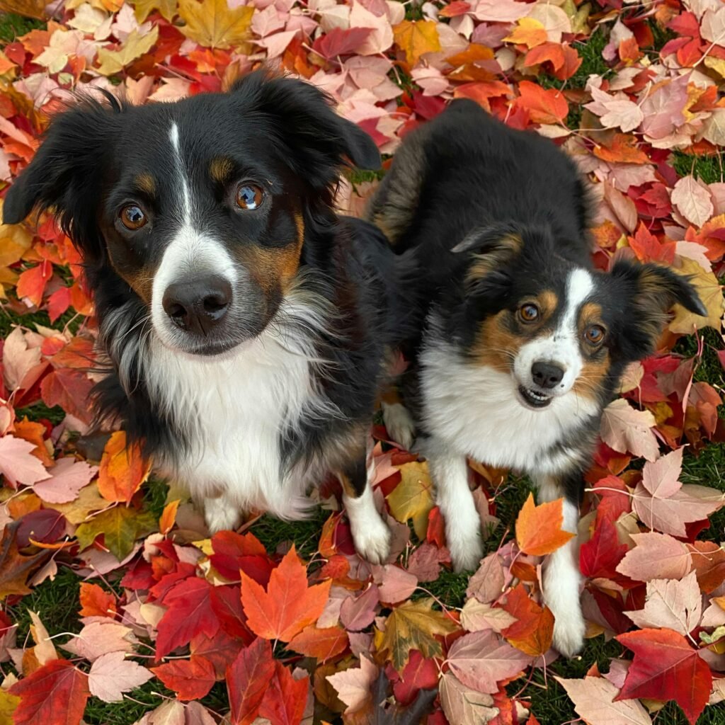 Two Australian Shepherd dogs sitting on vibrant autumn leaves, capturing the essence of fall.
