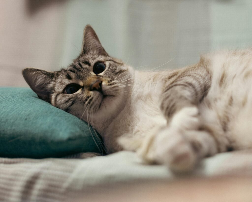 A cute Siamese cat lounging on a bed indoors, showcasing its playful and relaxed nature.