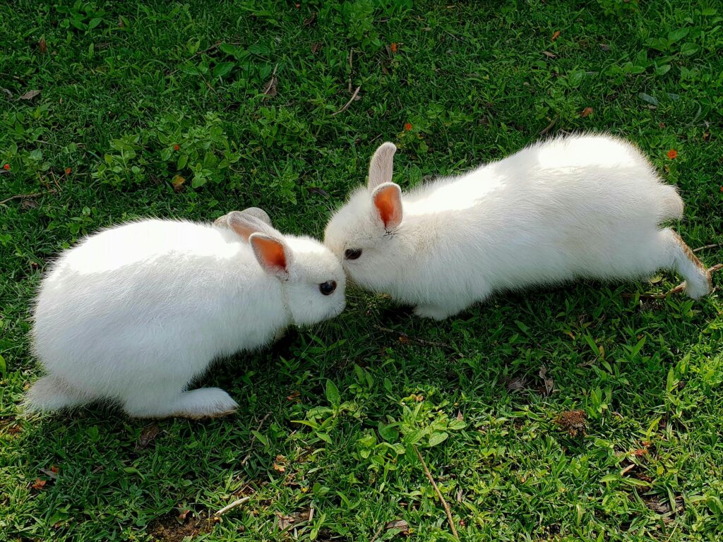 Adorable white bunnies playfully interacting on a grassy field. Perfect for Easter themes.