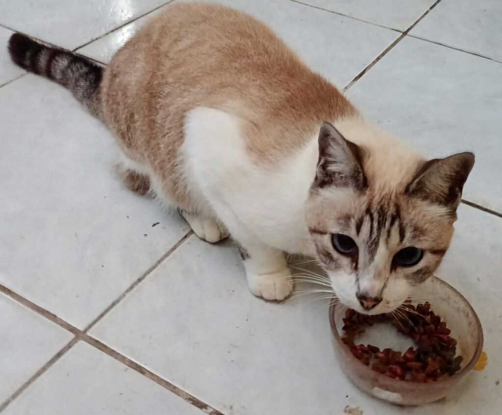 Siamese mix cat enjoying dry cat food indoors on tiled floor.