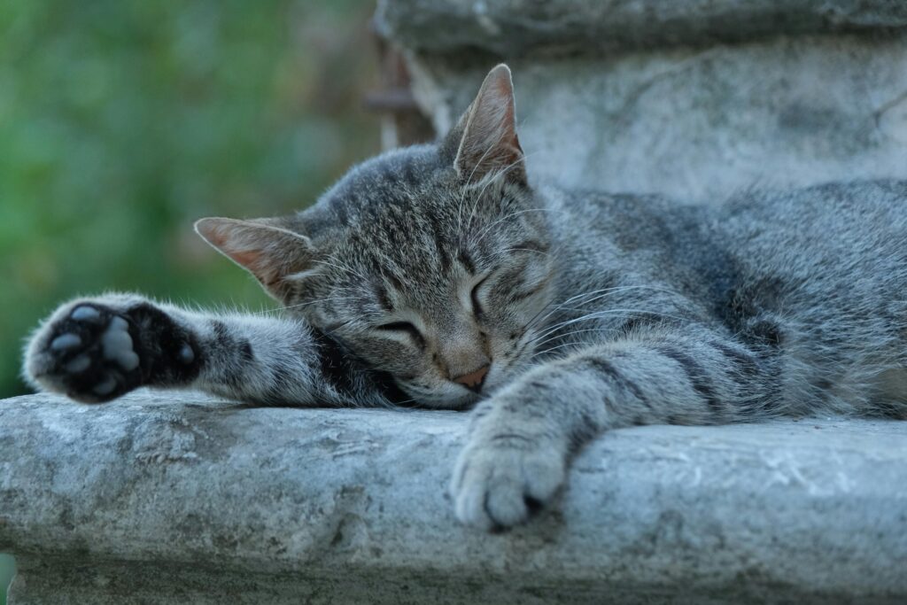 A serene gray tabby cat naps on stone steps, enjoying a tranquil outdoor setting.
