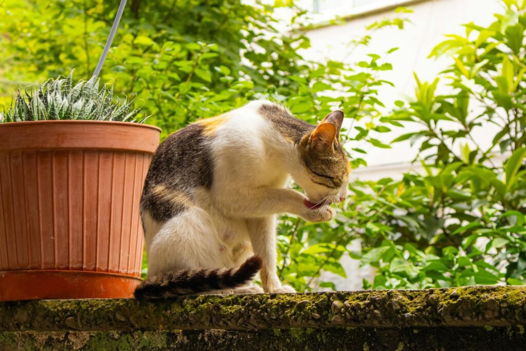 A cat grooms itself beside a potted plant outdoors in Rize, Türkiye.