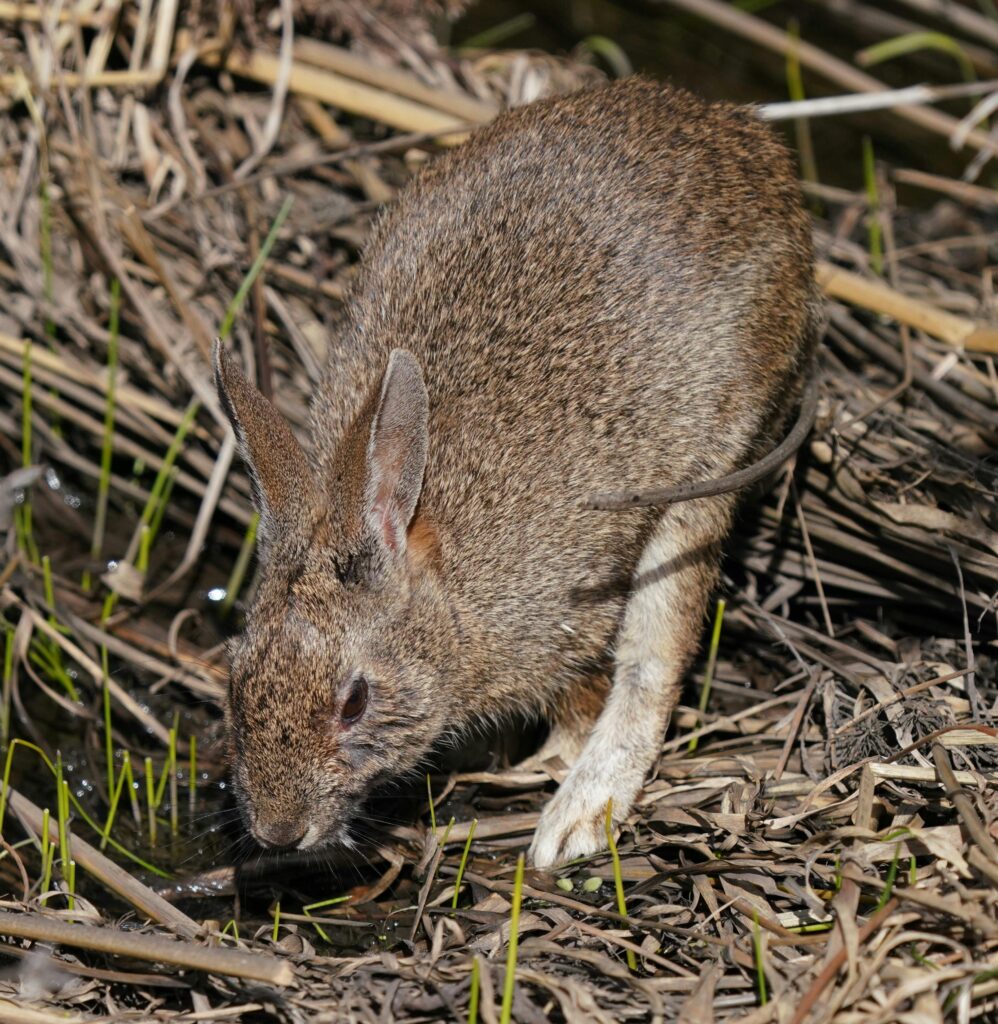 What Do Rabbits Eat in the Wild? Cottontail rabbit drinking water in the Goleta, California wetlands.