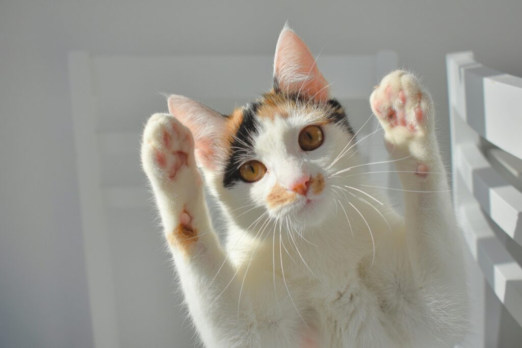 An adorable calico cat playfully raises its paws while basking in the sunlight indoors.