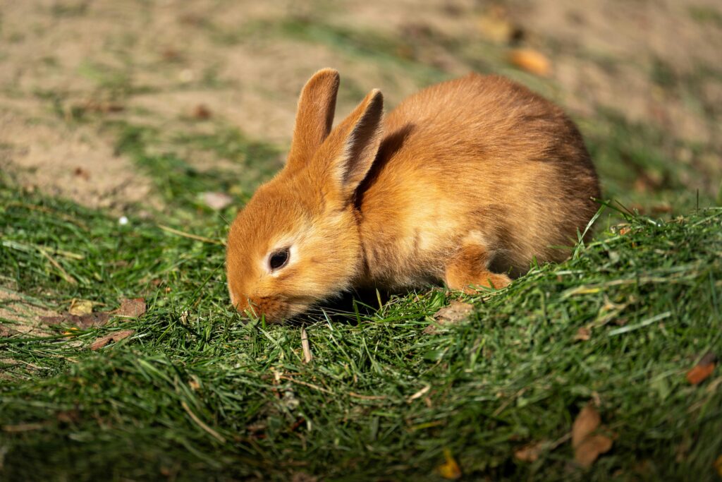 What Do Rabbits Eat in the Wild? A cute young rabbit nibbling grass outdoors on a sunny day.