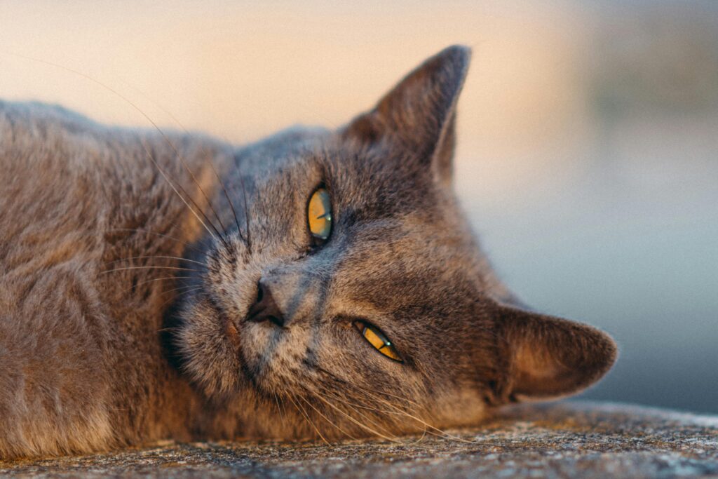 Close-up of a relaxed gray cat lying down, basking in soft, warm light.