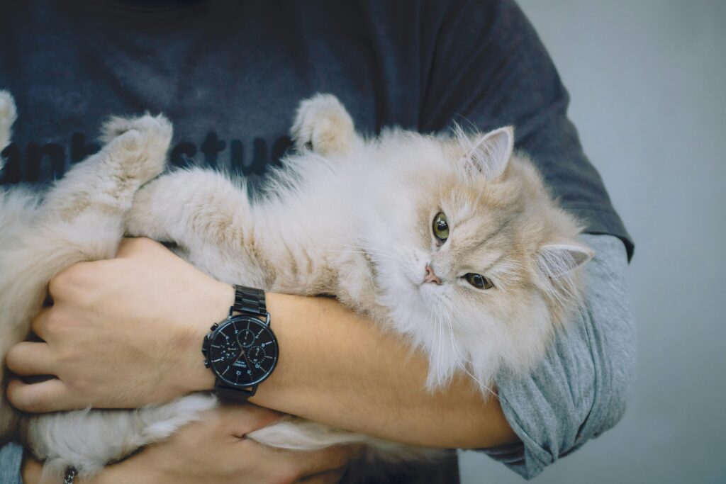 A fluffy Persian cat being gently held by a person in a casual setting.