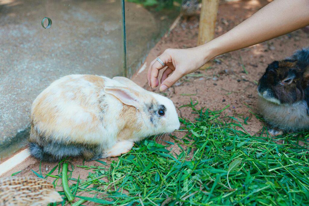 Two adorable rabbits being petted in a relaxed outdoor setting.
