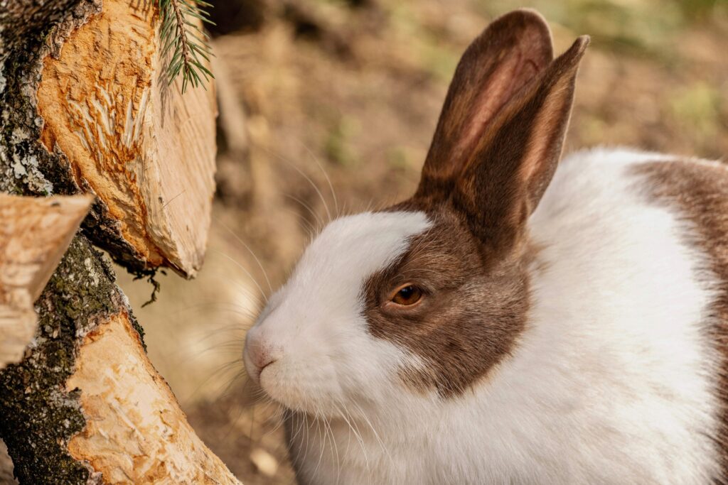 A detailed close-up of a brown and white rabbit next to a tree trunk outdoors.
