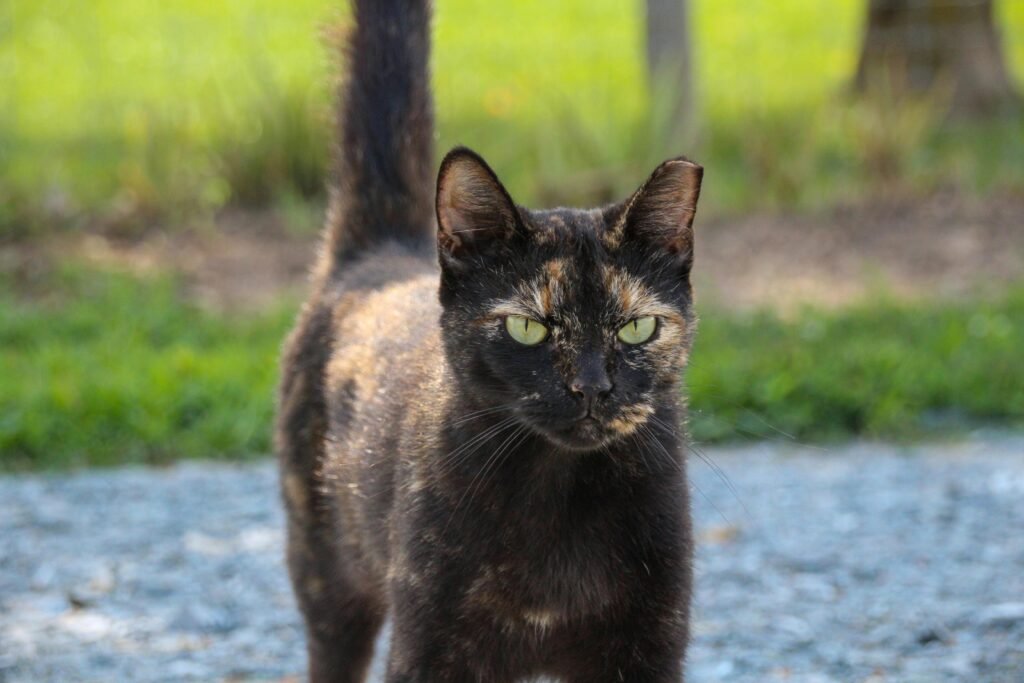 How Many Kittens Can a Cat Have? Complete Guide A stunning tortoiseshell cat posing in a natural setting, showcasing its unique fur pattern.