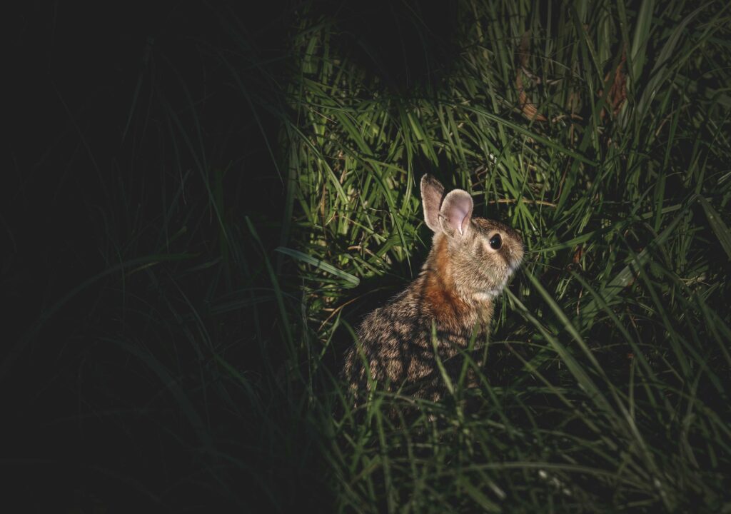 Cute little gray fluffy rabbit sitting in tall green grass in nature at night