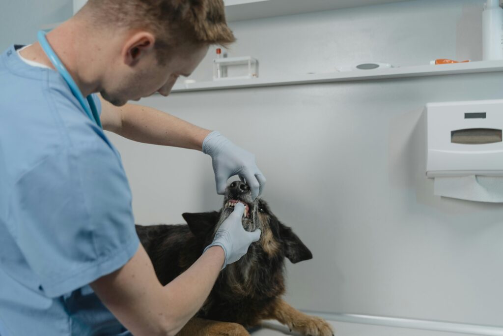 A veterinarian examines a dog