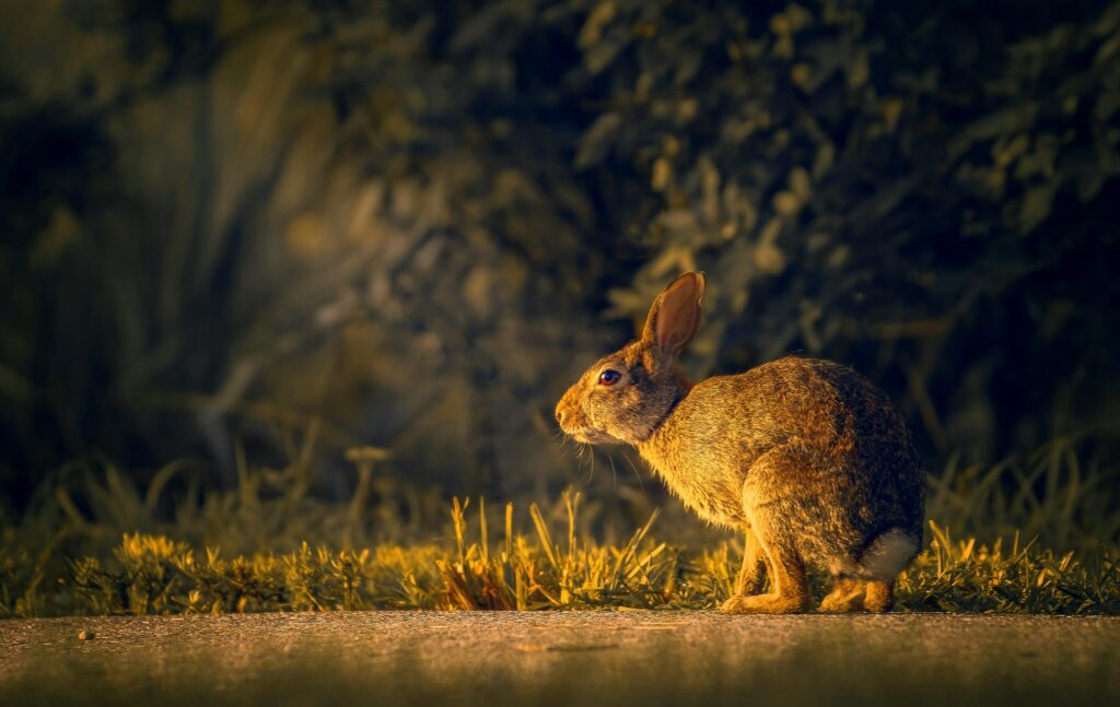 Captivating side view of a rabbit in a natural setting during golden hour with warm, vivid tones.